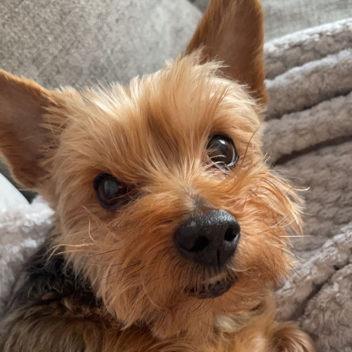 Yorkshire Terrier with brown and black fur, looking at the camera.