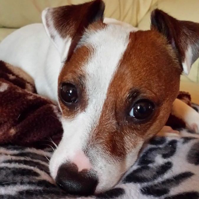 Jack Russell Terrier with brown and white markings, resting head on a blanket.