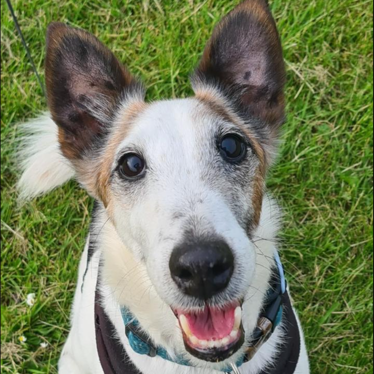 Happy dog with upright ears and open mouth, on green grass.