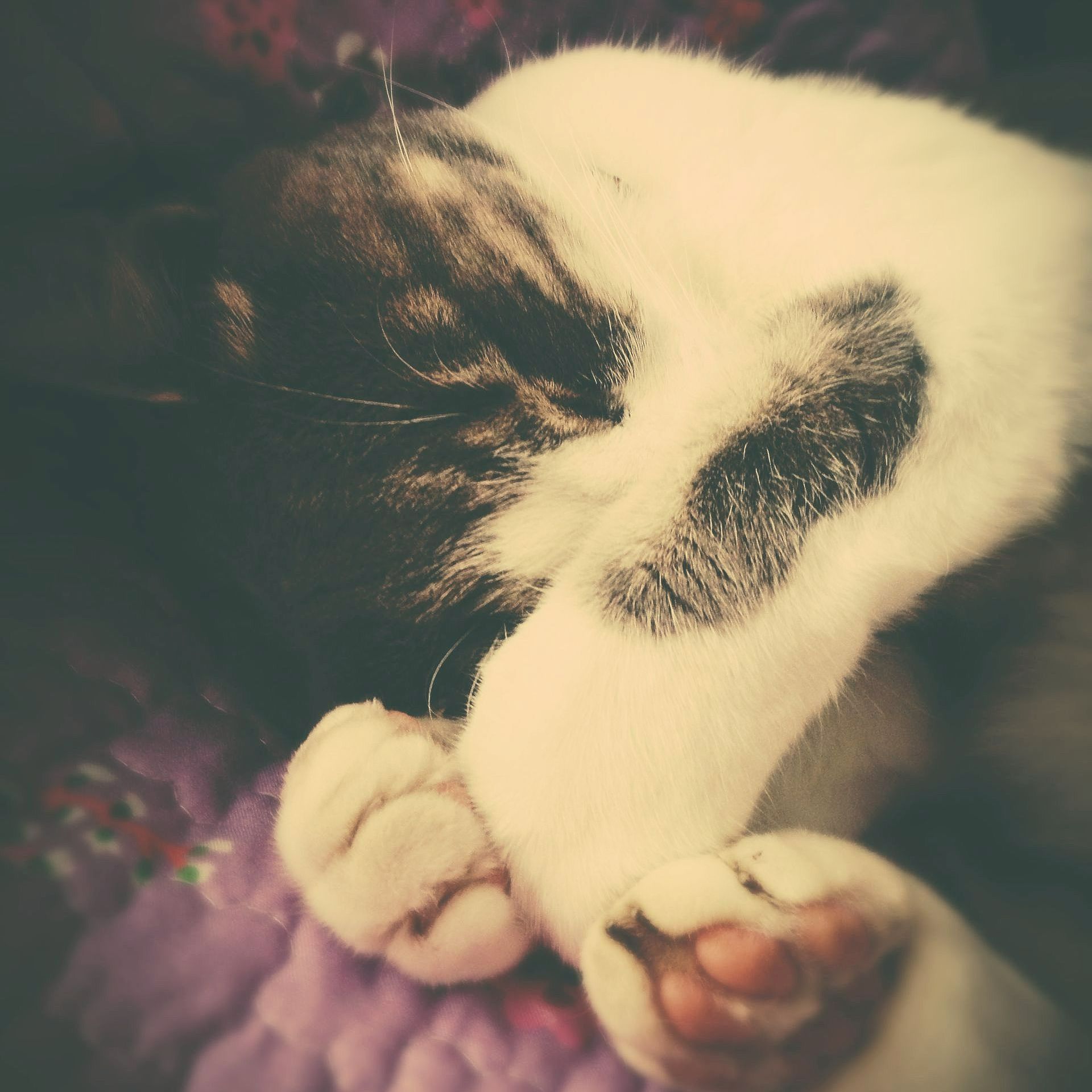 Sleeping black and white cat, paws covering face, on a purple surface.