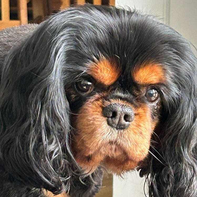 Black and tan Cavalier King Charles Spaniel dog, focused gaze, long wavy fur, close-up portrait.