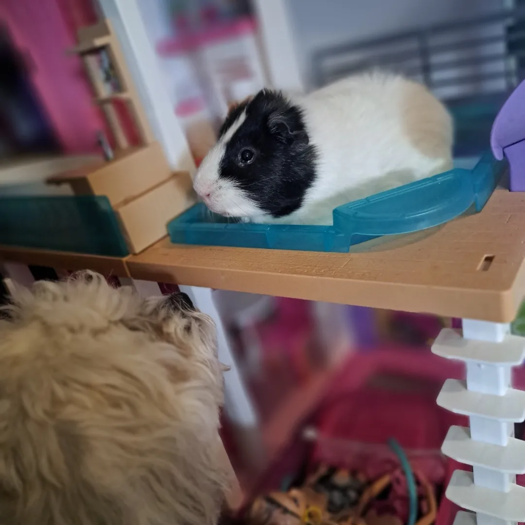 Guinea pig with black, white, and tan fur on a platform with a light-colored dog looking up at it.