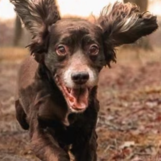 Brown dog running with ears flapping in an outdoor setting.