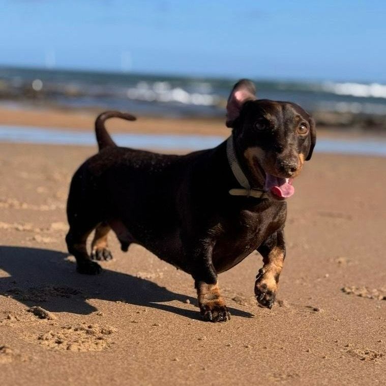 Black and tan dachshund dog with tongue out on a sandy beach.