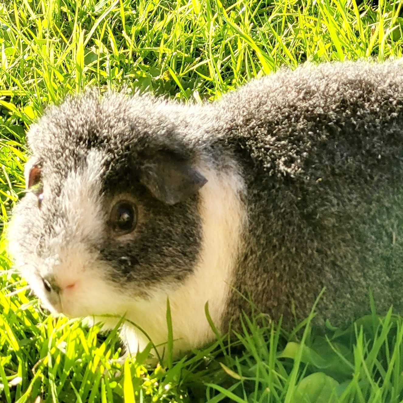 Guinea pig with gray and white fur in green grass.