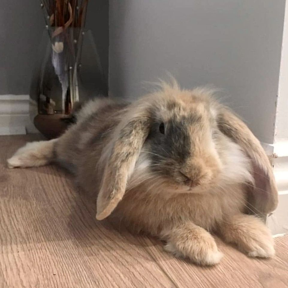 Tan and gray lop-eared rabbit sprawled on wooden floor near a vase.