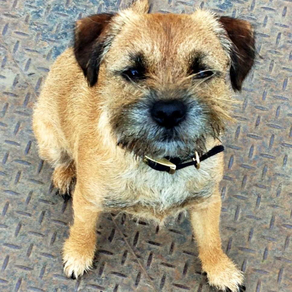 Tan and brown Border Terrier sits on a metal surface, looking up.