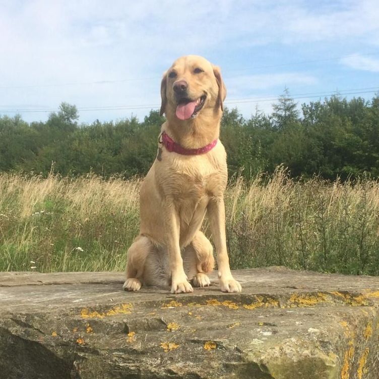 Yellow Labrador dog sitting on a stone, tongue out, wearing a pink collar, in a field on a sunny day.