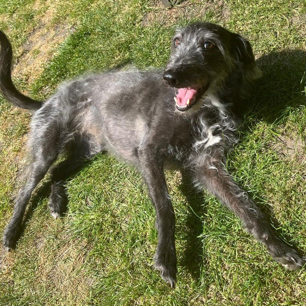 Black, long-haired dog laying on green grass with mouth open, looking happy.
