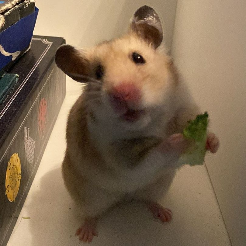 Hamster holding lettuce, standing on white surface, with books in background.