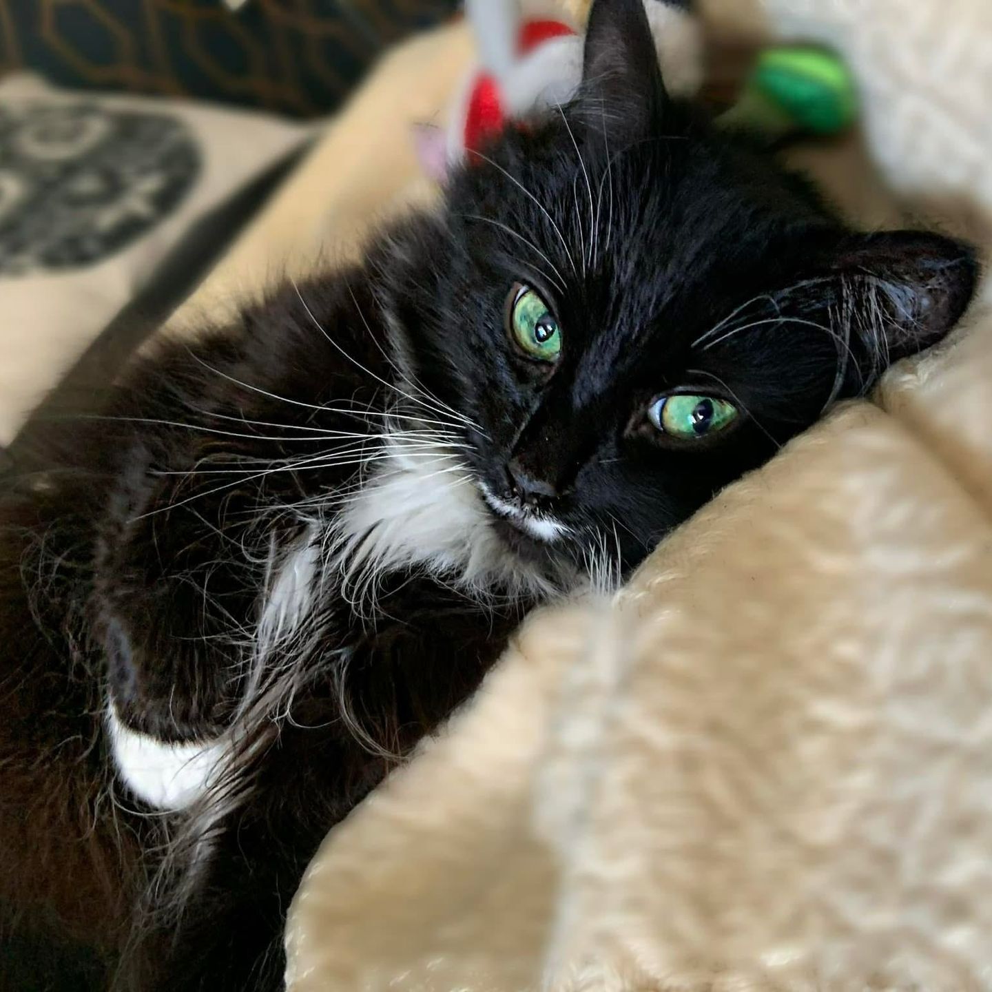 Black and white cat with green eyes lounging on a light tan surface.