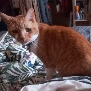 Orange tabby cat with white markings sits on patterned bedding, looking towards the viewer.