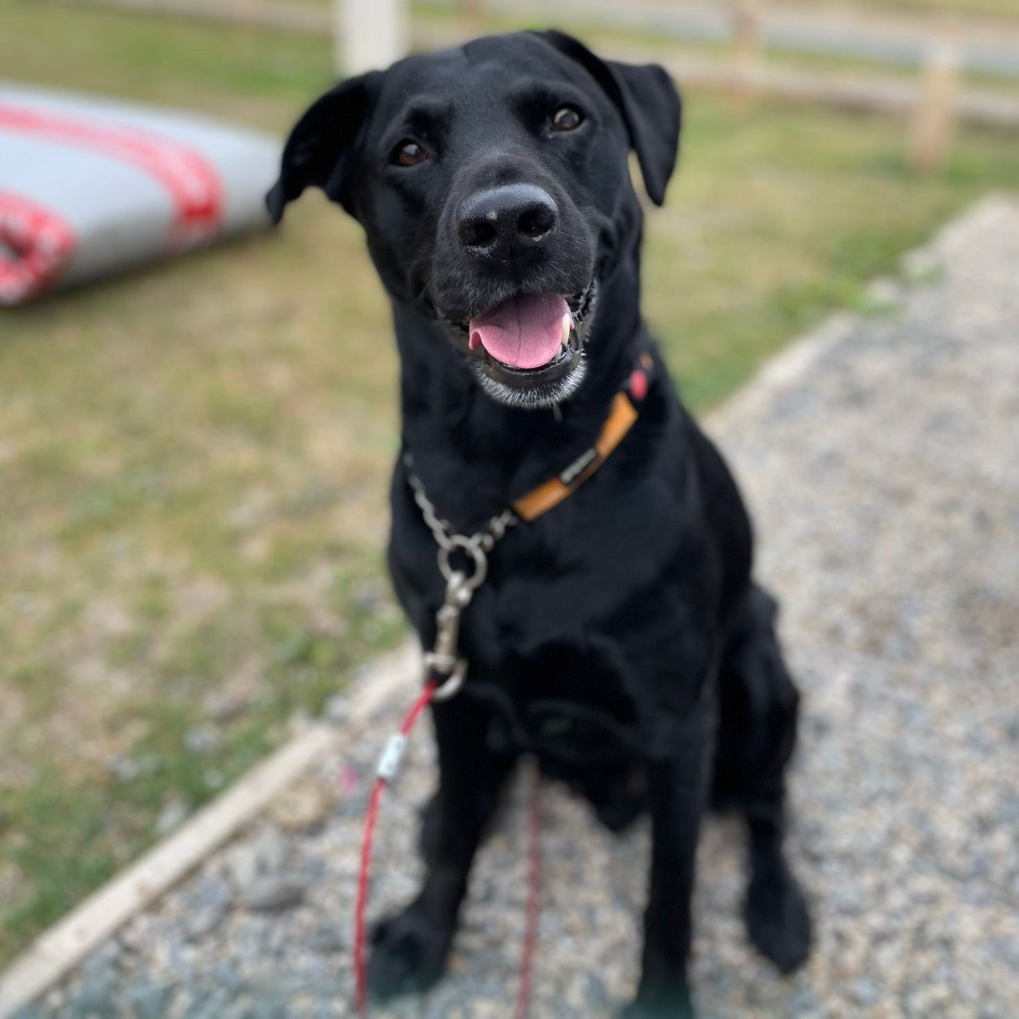 Black Labrador dog sits outdoors, panting with a happy expression.