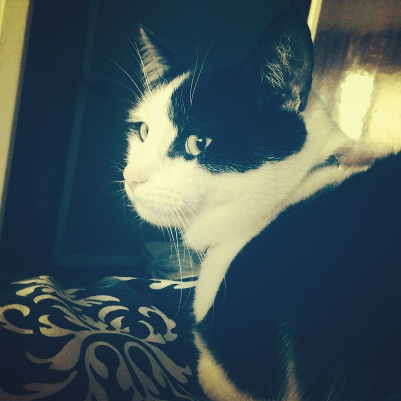 Black and white cat looking left, with black ears, on patterned bedding.