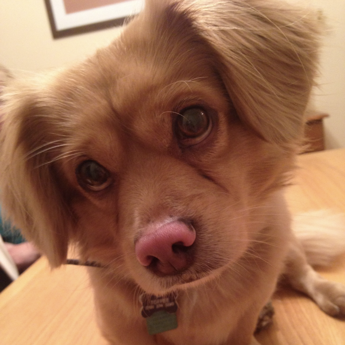 A small, tan dog with floppy ears and a pink nose looks directly at the camera.
