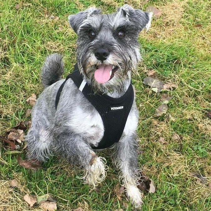 Gray Schnauzer dog wearing a black harness sits happily on grass, tongue out.