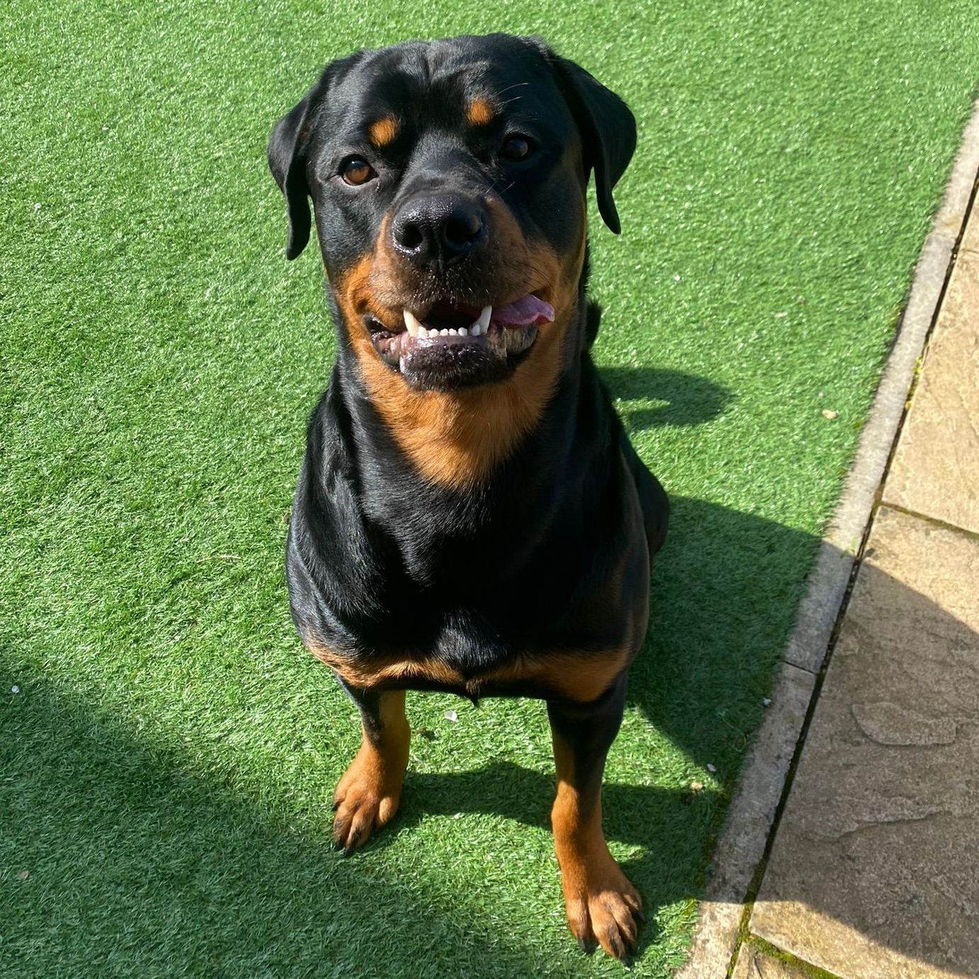 Rottweiler dog sitting on green turf, looking up with a happy expression.