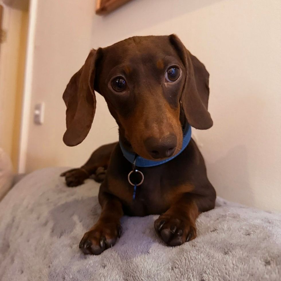 Brown dachshund with floppy ears wearing a blue collar, lying on a gray blanket.