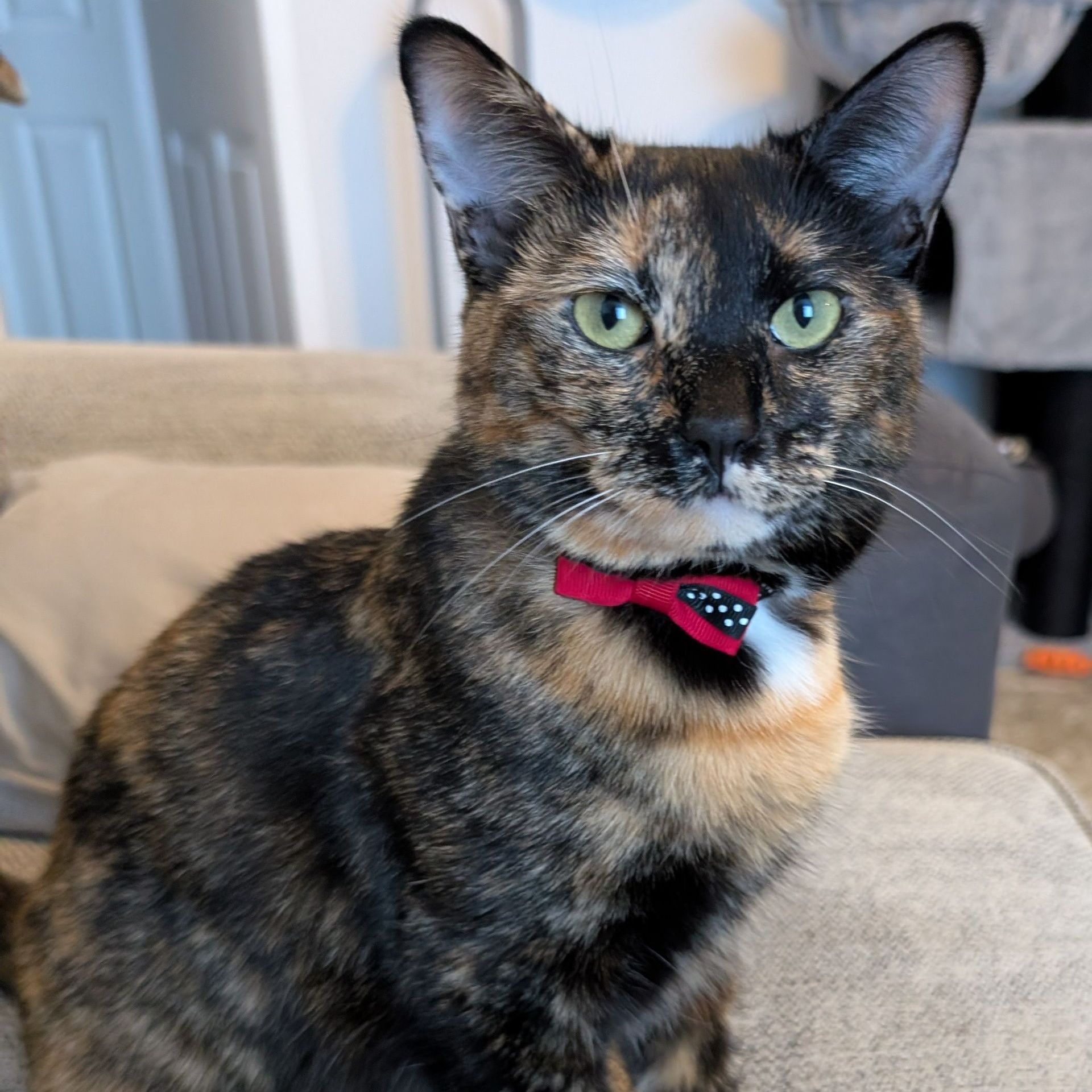 Tortoiseshell cat with green eyes and a red bow tie sitting on a couch.