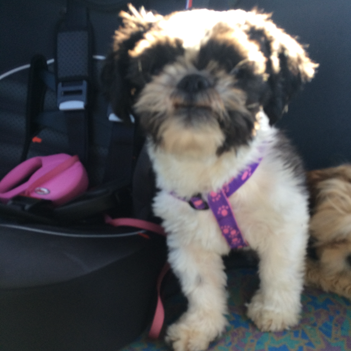 Black and white Shih Tzu puppy wearing a purple harness, sitting in a car.