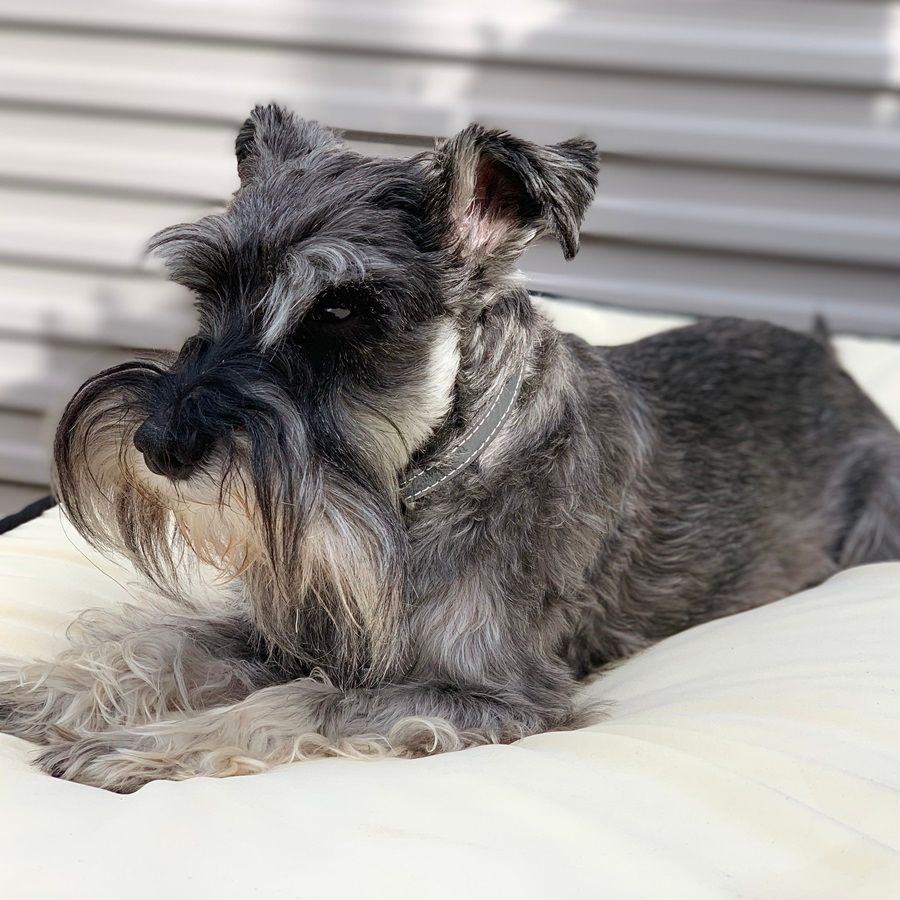 Gray Schnauzer dog with long beard, resting on a beige cushion outdoors.