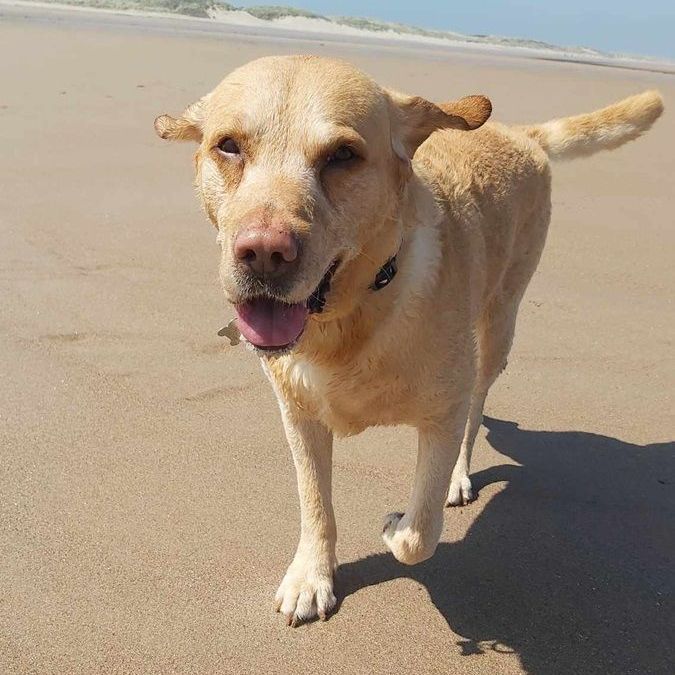 Yellow Labrador dog on a sandy beach, panting with its tongue out. Sunny day.