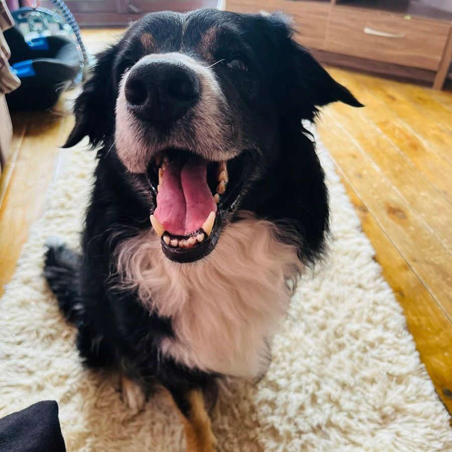 Smiling Bernese Mountain Dog with black, white, and brown fur, mouth open on a rug.