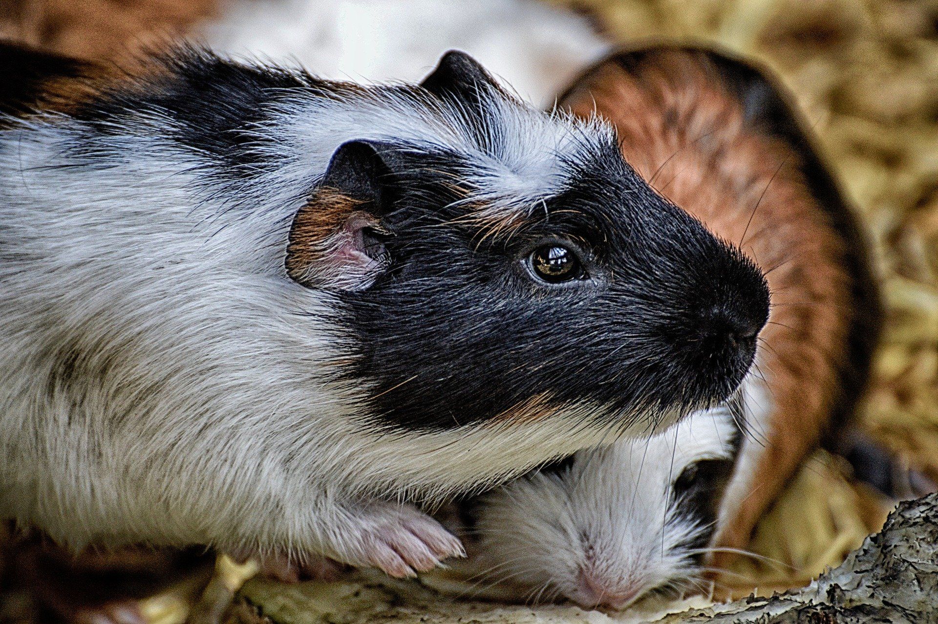 Guinea pigs, one with black, white, and brown fur, huddled together.