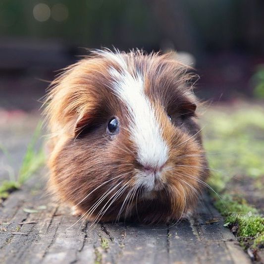 Brown and white guinea pig sitting on wood.