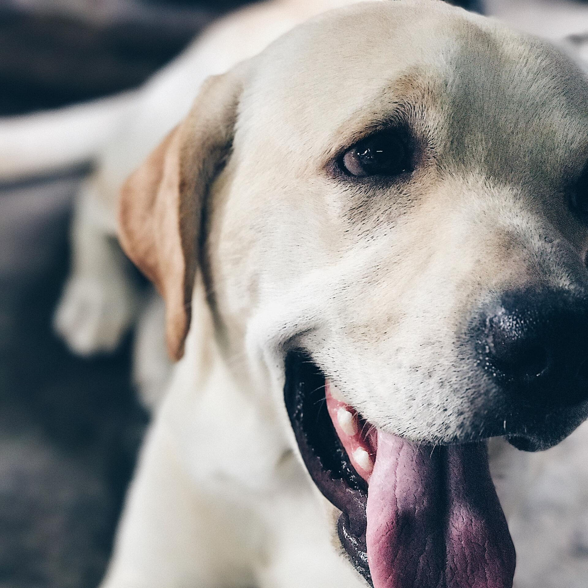 Yellow Labrador Retriever panting, tongue out, relaxed expression.
