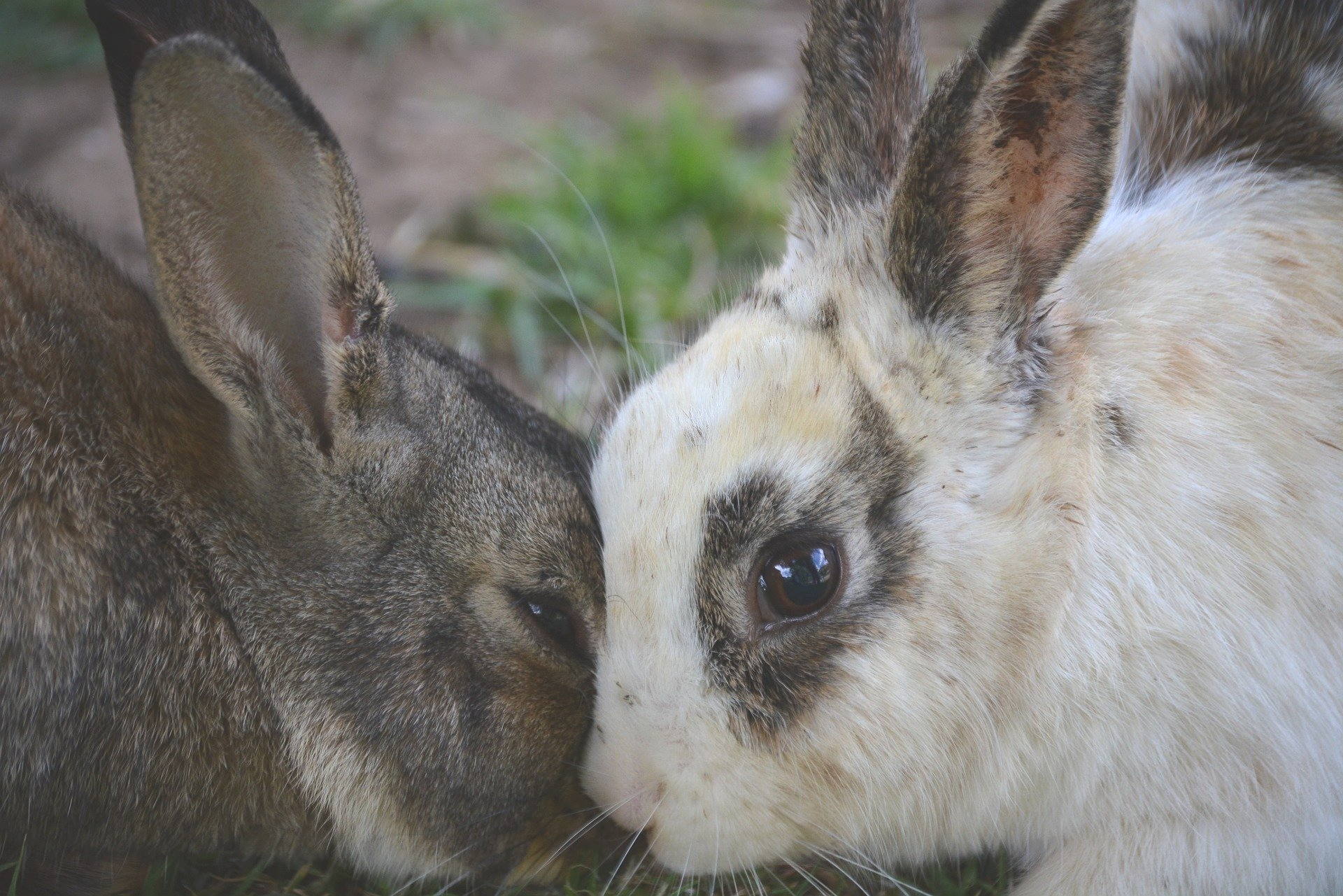 Two rabbits, one brown, one white with brown patches, nuzzle noses close outdoors.