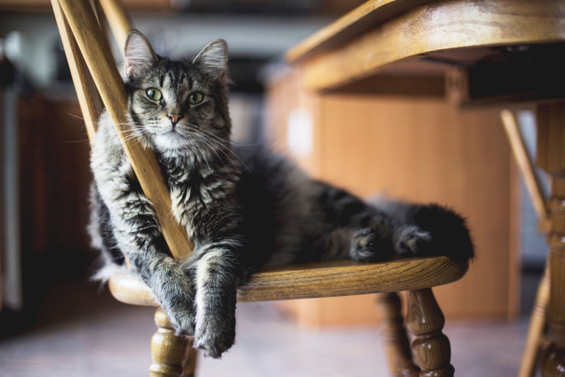 Cat lounging on wooden chair, looking at the camera. Tabby with green eyes, indoors.