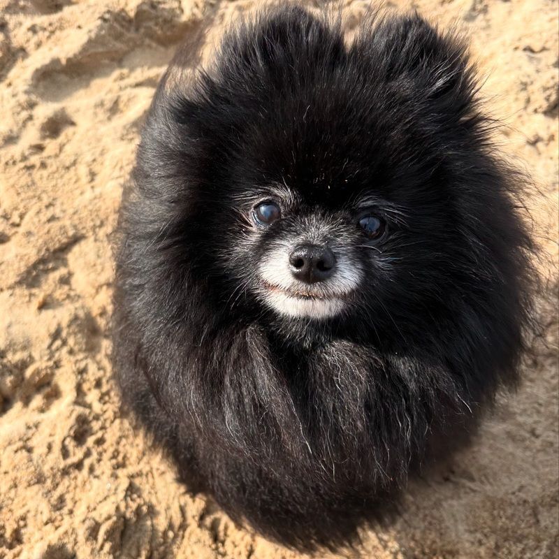 Black Pomeranian dog on sand, smiling.