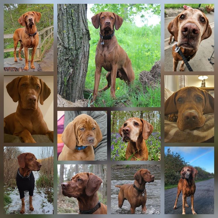 Collage of a Vizsla dog in various poses and settings, mostly outdoors. Brown coat, alert expression.