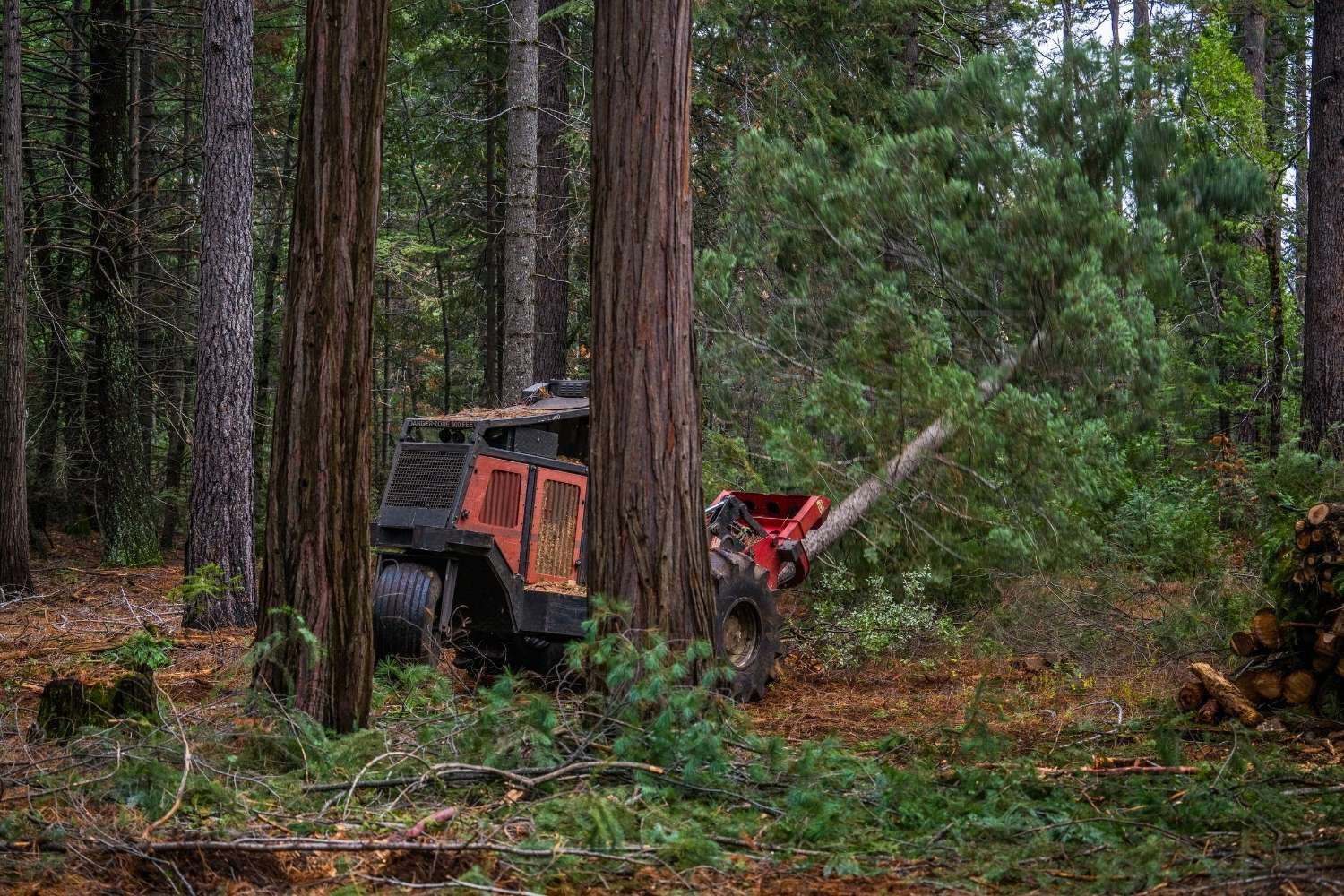 Fuel Reduction & Wildfire Prevention | Peterson Timber Northern California