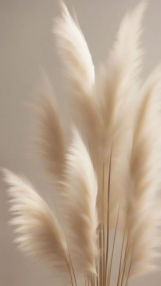 Crèmekleurige pluimen van pampasgras in een zachte, wazige close-up.