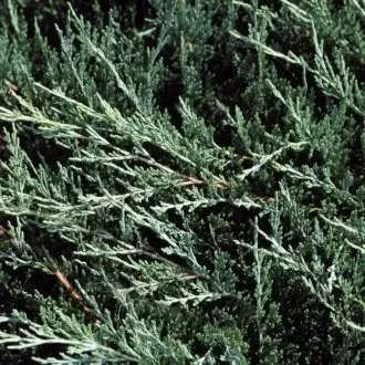 A close up of a tree with lots of branches and leaves