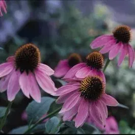 A bunch of pink flowers with brown centers are growing in a garden.