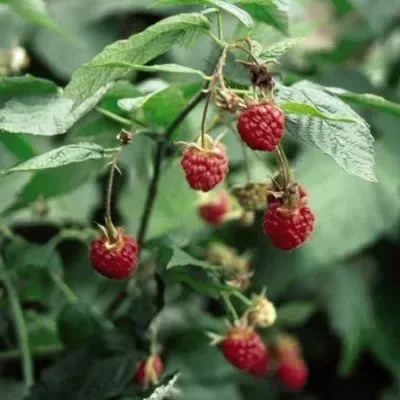 A bunch of raspberries growing on a plant