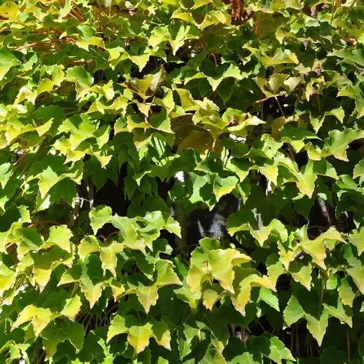 A bush with lots of green and yellow leaves