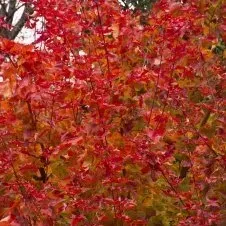 A close up of a tree with red and green leaves.