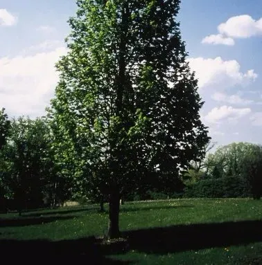 A tree in a field with a blue sky in the background
