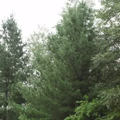 A large pine tree in the middle of a forest