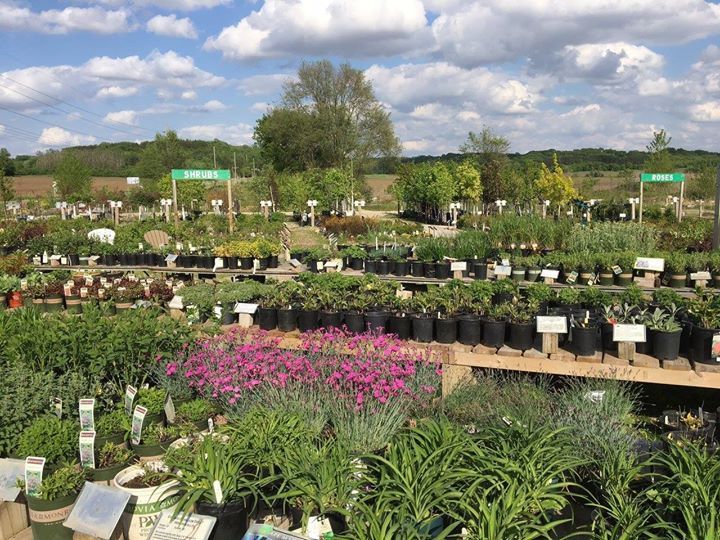 A garden center filled with lots of potted plants and flowers.