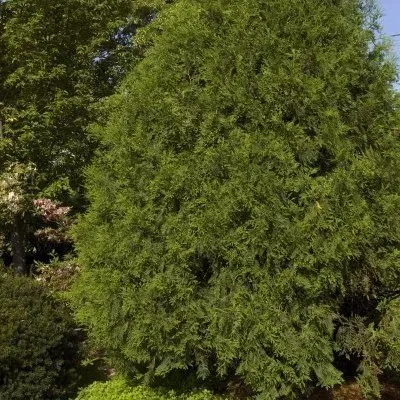 A tree with lots of green leaves is surrounded by other trees
