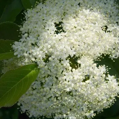 A close up of a bunch of white flowers with green leaves