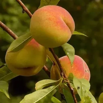 Three peaches are growing on a tree branch.