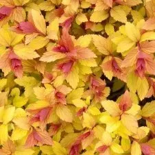 A close up of a plant with yellow and pink flowers and leaves.