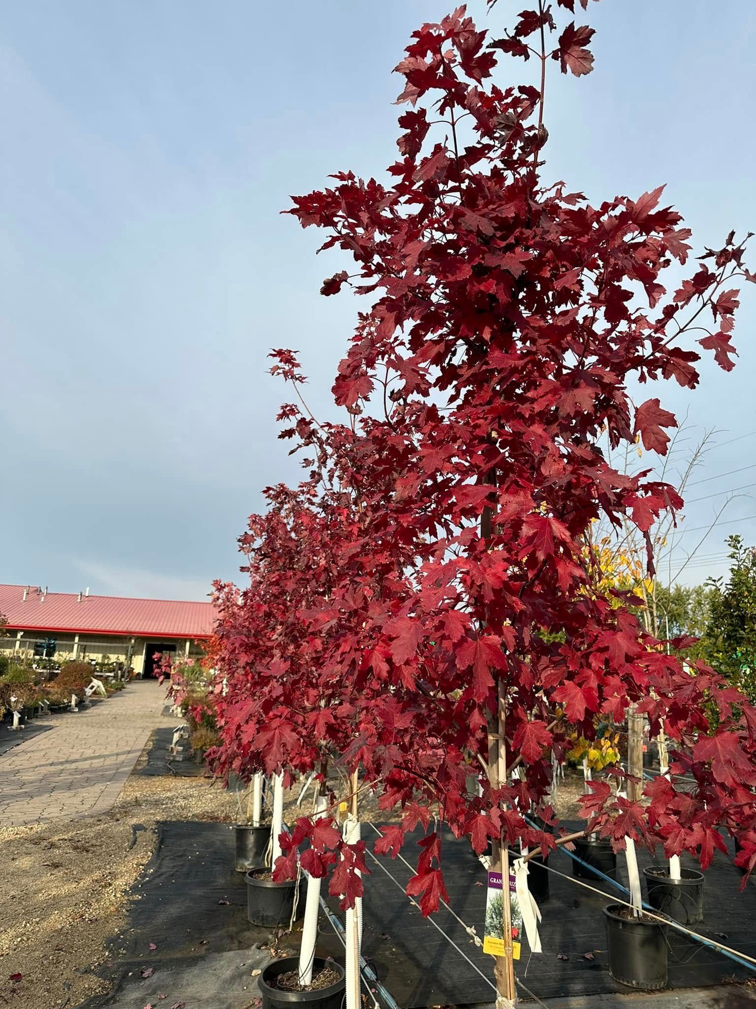 A row of trees with red leaves in a garden.