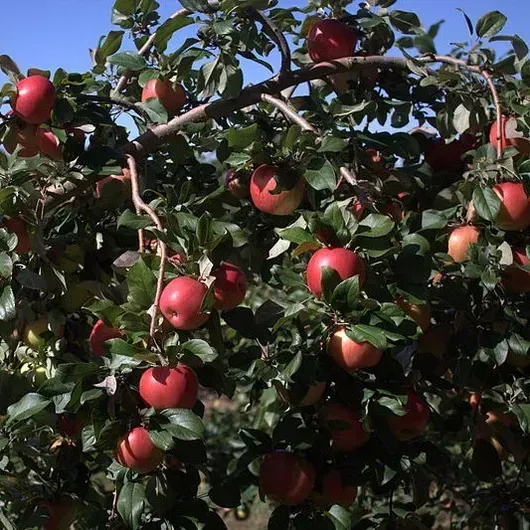 A bunch of red apples hanging from a tree